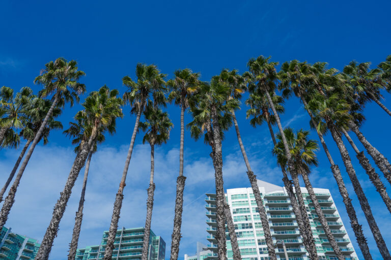 Modern condominium buildings behind palm trees